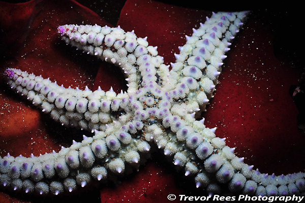 Spiny starfish.jpeg